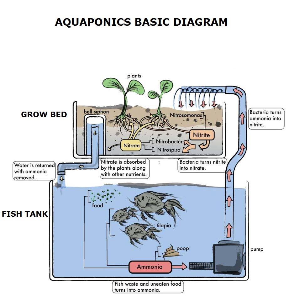  Aquaponics Why is the nitrogen cycle so important in aquaponics